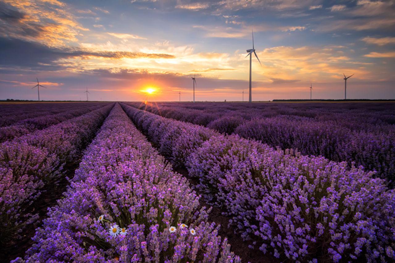 Flowers and wind turbines